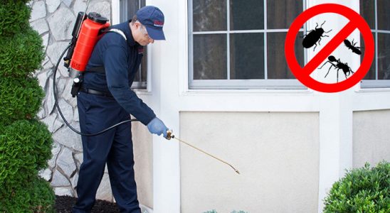 Çine Böcek ve Haşere İlaçlama böcek ilaçlama ve haşere kontrolü — ilaclama-tr.com